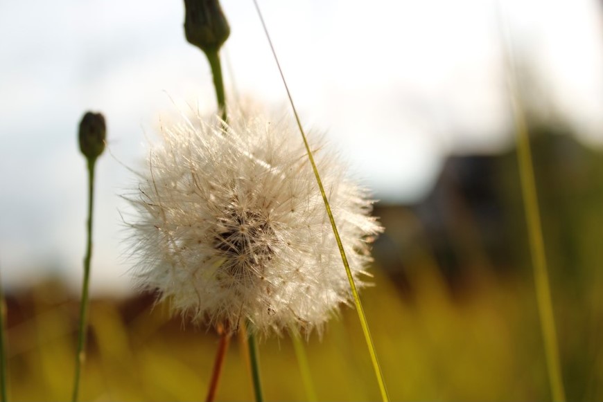 Dandelion